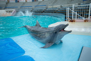 thum_dolphin_026