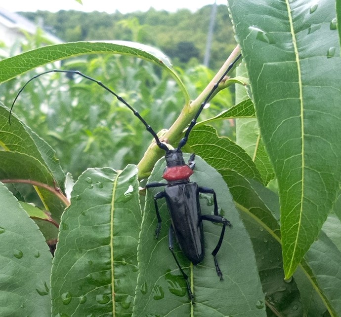 クビアカツヤカミキリ