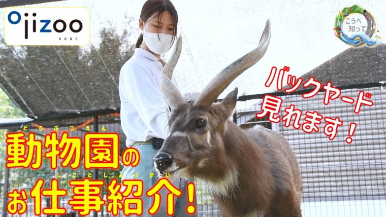 動物園のお仕事紹介！