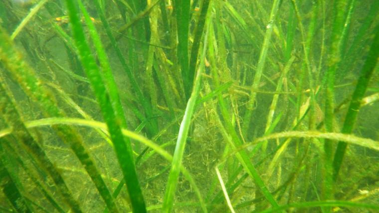 兵庫運河の海草（アマモ）