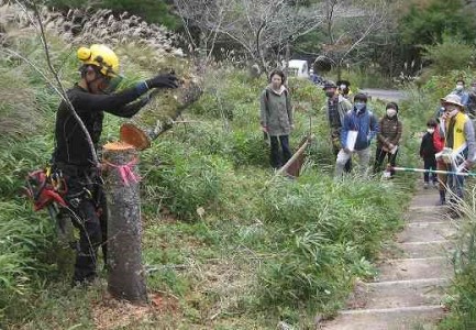 枝の若返り