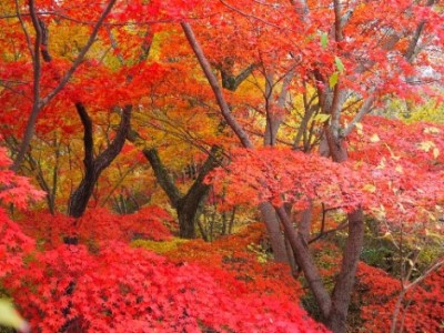 イロハモミジの紅葉