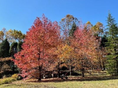 モミジバフウの紅葉