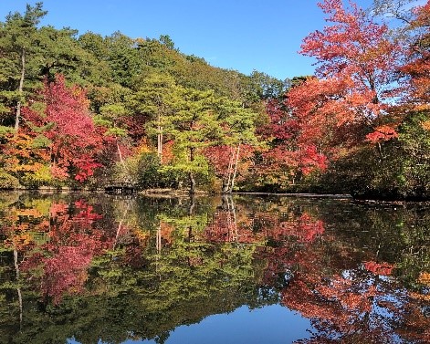 名所・長谷池の逆さ紅葉